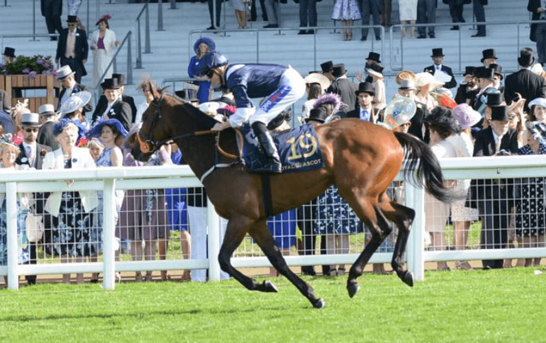 The Art of Training Winning Horses for Races